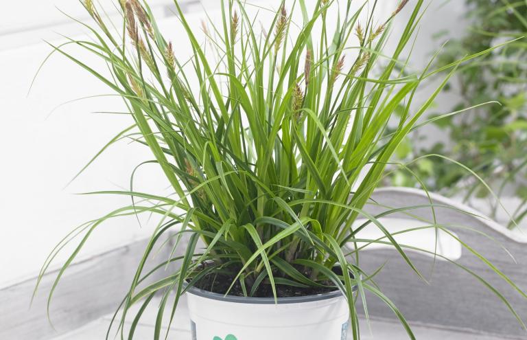 Silver for Carex Oshimensis 'Everlime' by De Nolf