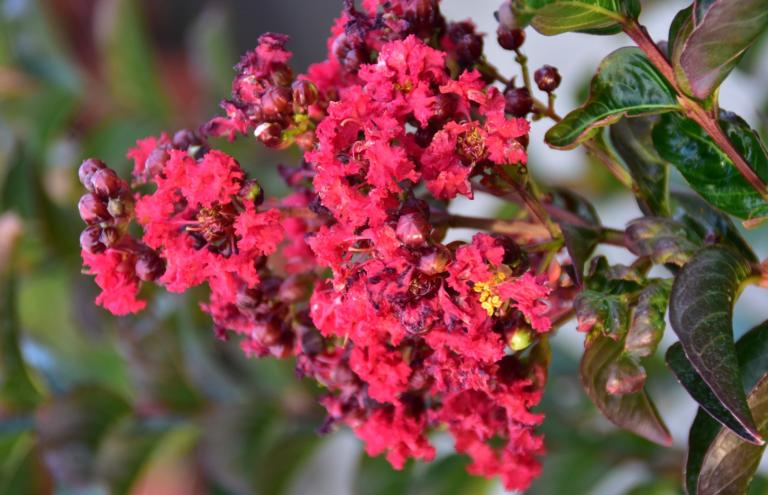 Lagerstroemia x hybride ‘Miss Frances’ wins the bronze FLORALL award. 