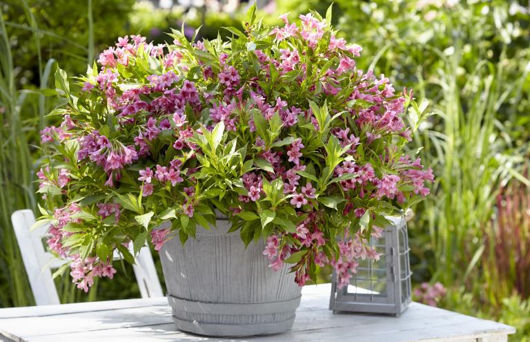 Weigela florida 'Picobella (R) Rosa' has a broad range of possibilities, both in pots and the ground.